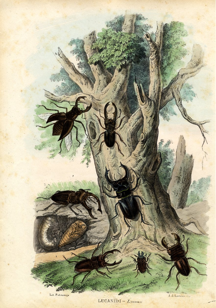 Skarabeusz, 1863-79 autorstwa Raimundo Petraroja