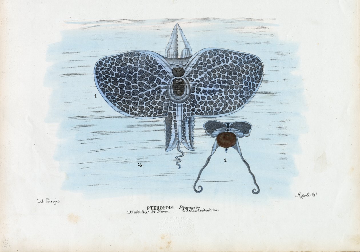 Motyle morskie, 1863-79 autorstwa Raimundo Petraroja