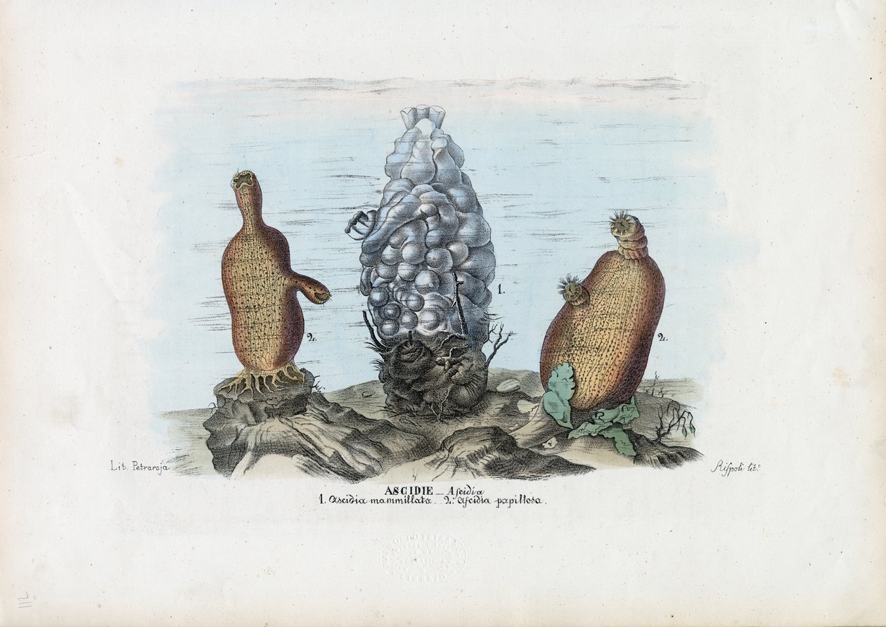 Morskie Koszule, 1863-79 autorstwa Raimundo Petraroja