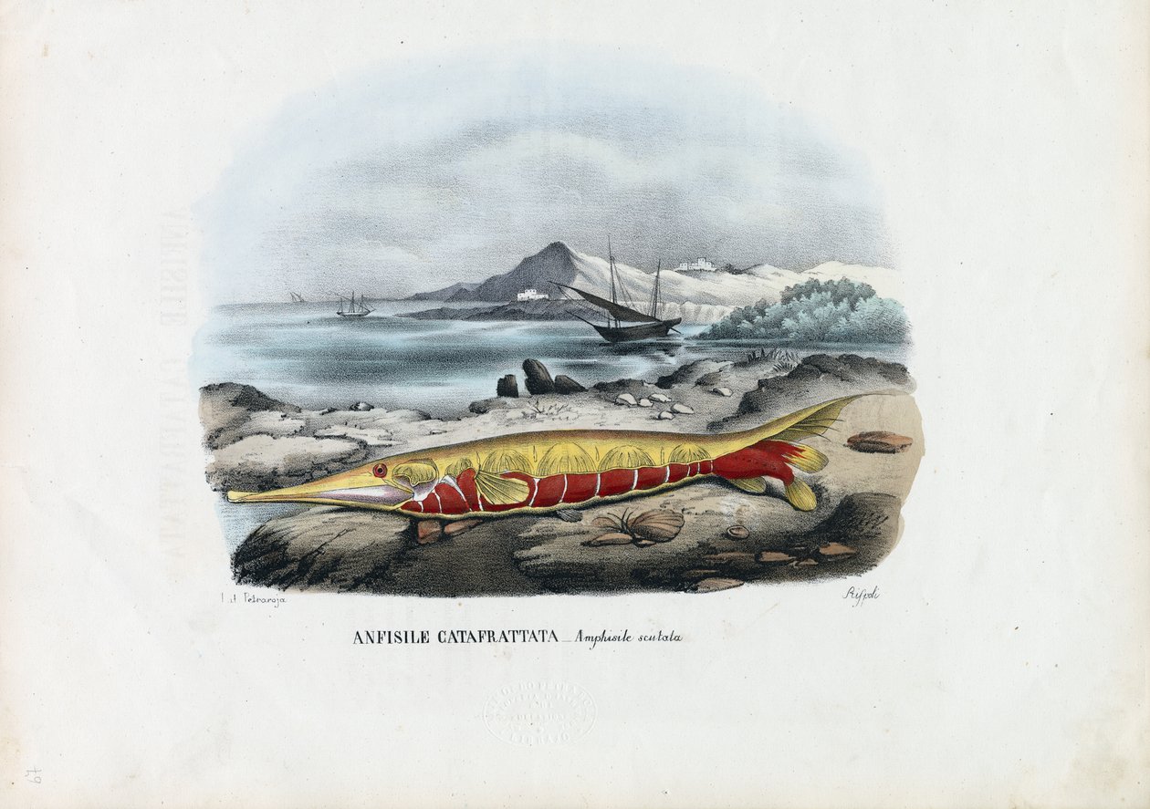 Krewetki, 1863-79 autorstwa Raimundo Petraroja