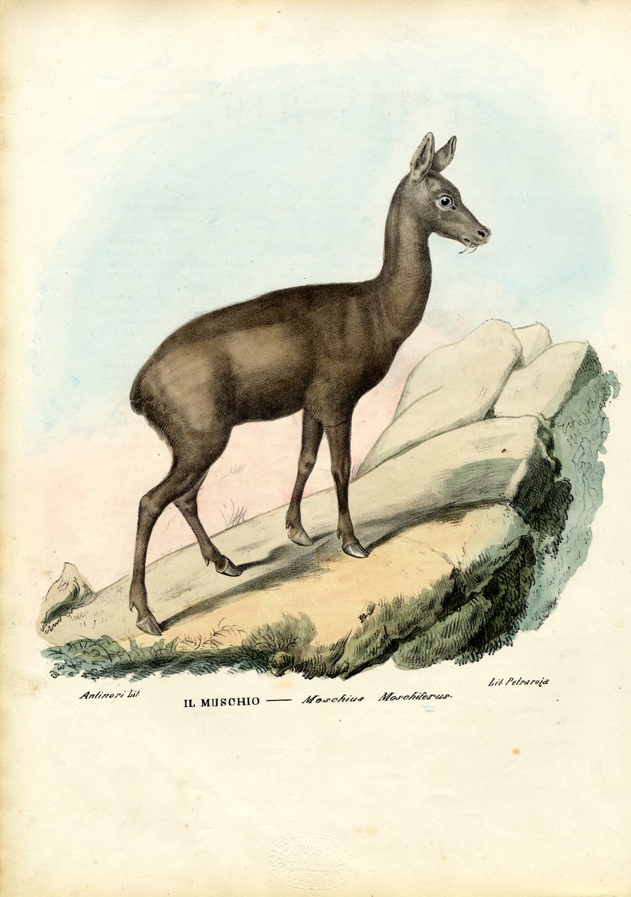 Jeleń piżmowy syberyjski, 1863-79 autorstwa Raimundo Petraroja