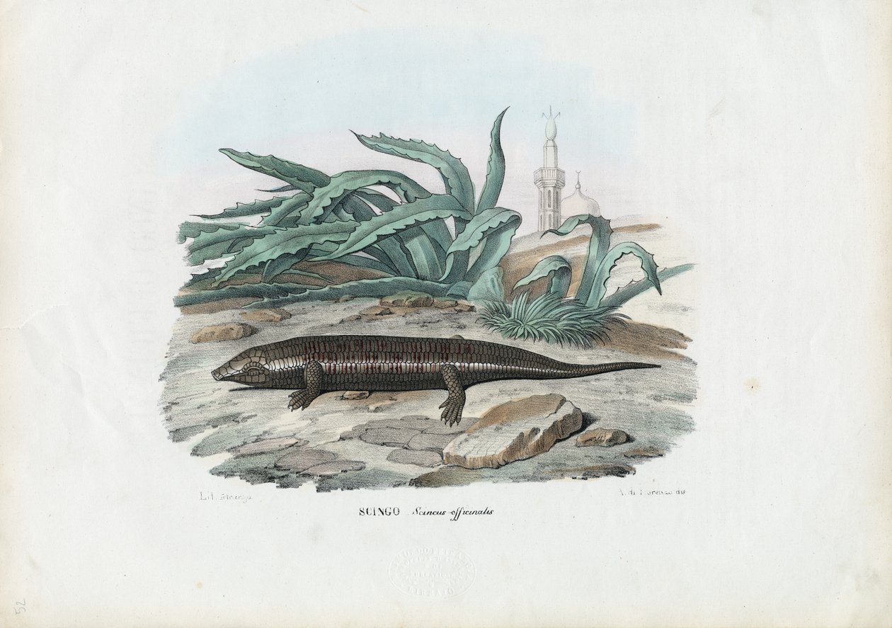 Scynk, 1863-79 autorstwa Raimundo Petraroja