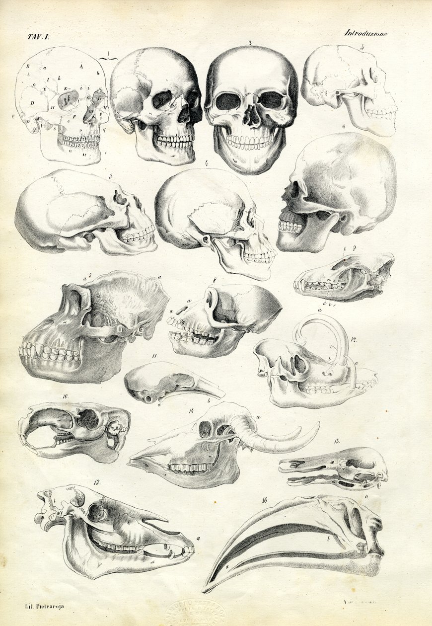 Czaszki, 1863-79 autorstwa Raimundo Petraroja