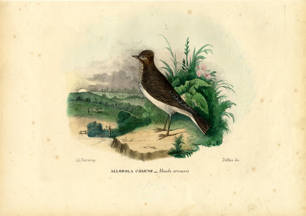 Skowronek, 1863-79 autorstwa Raimundo Petraroja