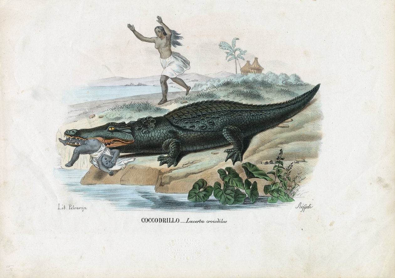 Kajman okularowy, 1863-79 autorstwa Raimundo Petraroja