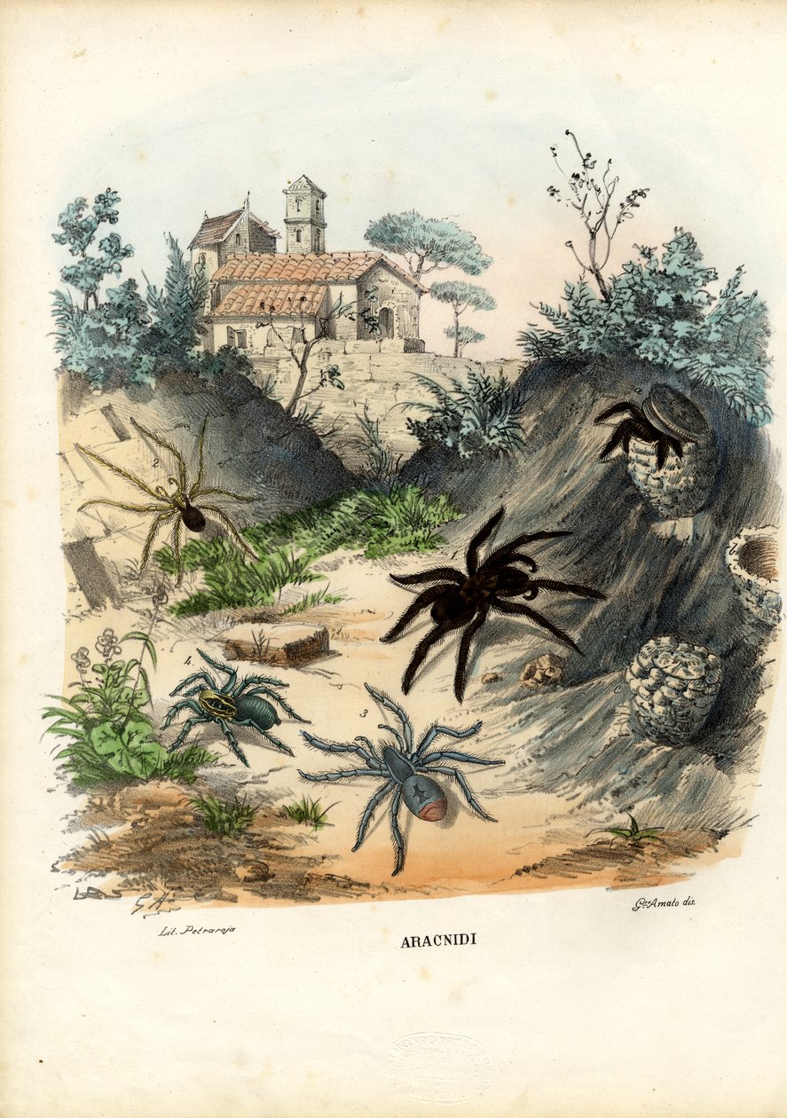 Pająki, 1863-79 autorstwa Raimundo Petraroja
