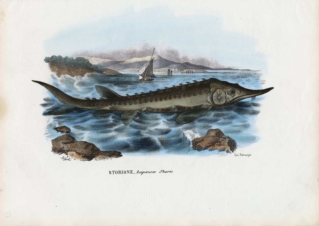 Jesiotr, 1863-79 autorstwa Raimundo Petraroja