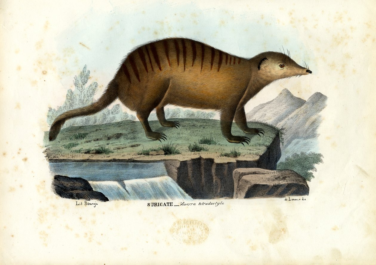 Suricate, 1863-79 autorstwa Raimundo Petraroja