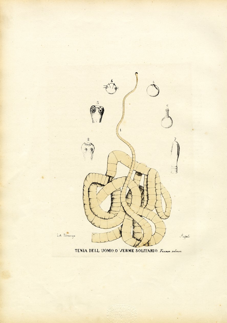 Robak taśmowy, 1863-79 autorstwa Raimundo Petraroja