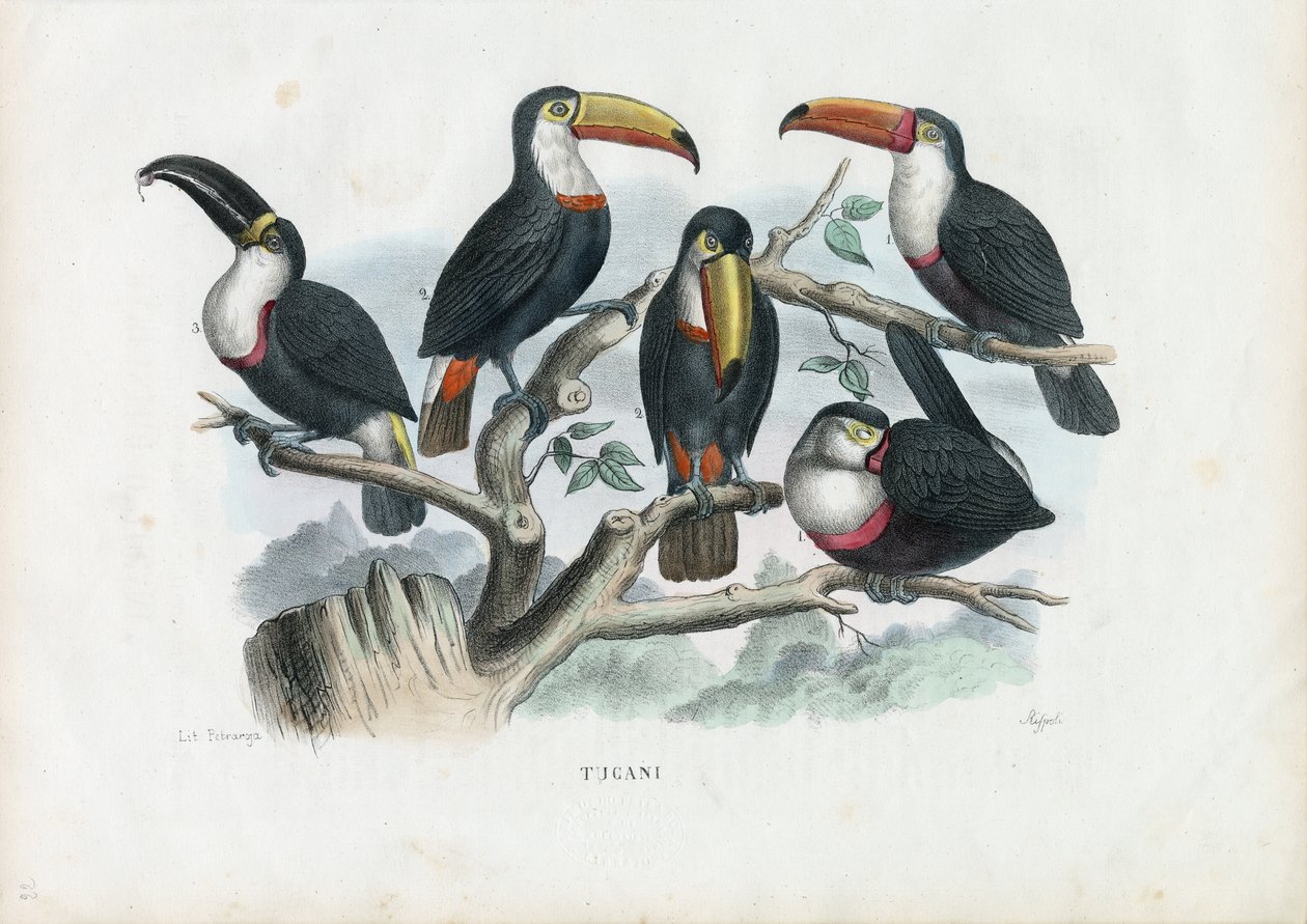 Tukany, 1863-79 autorstwa Raimundo Petraroja