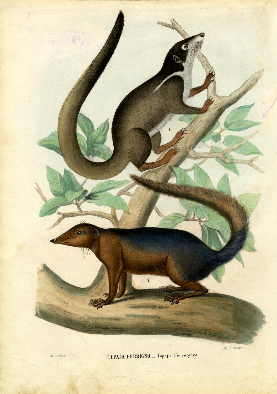 Tupaja, 1863-79 autorstwa Raimundo Petraroja