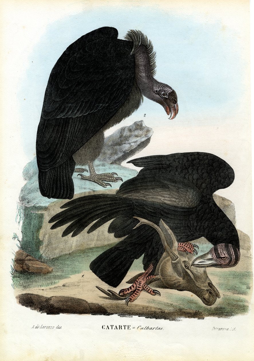 Sępy, 1863-79 autorstwa Raimundo Petraroja