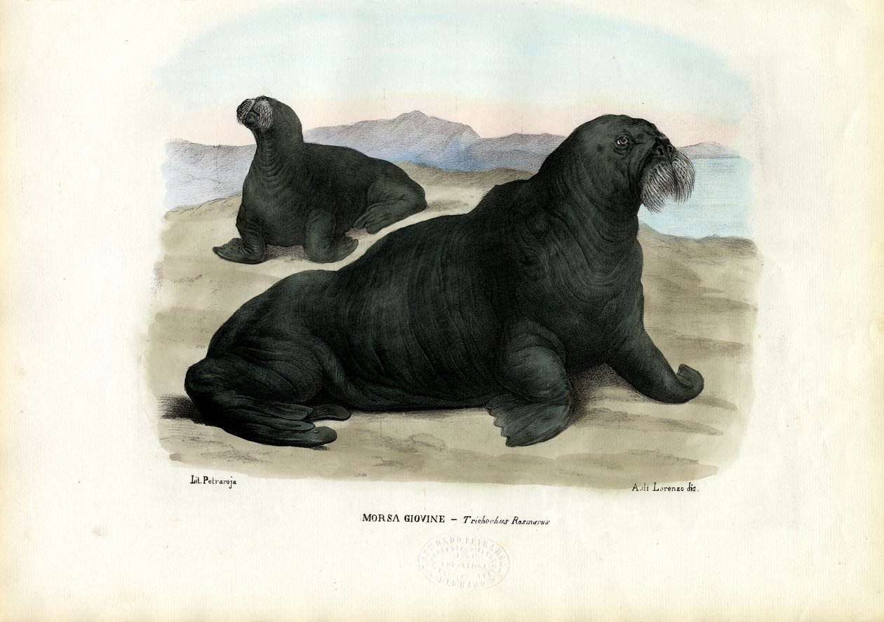 Mors, 1863-79 autorstwa Raimundo Petraroja