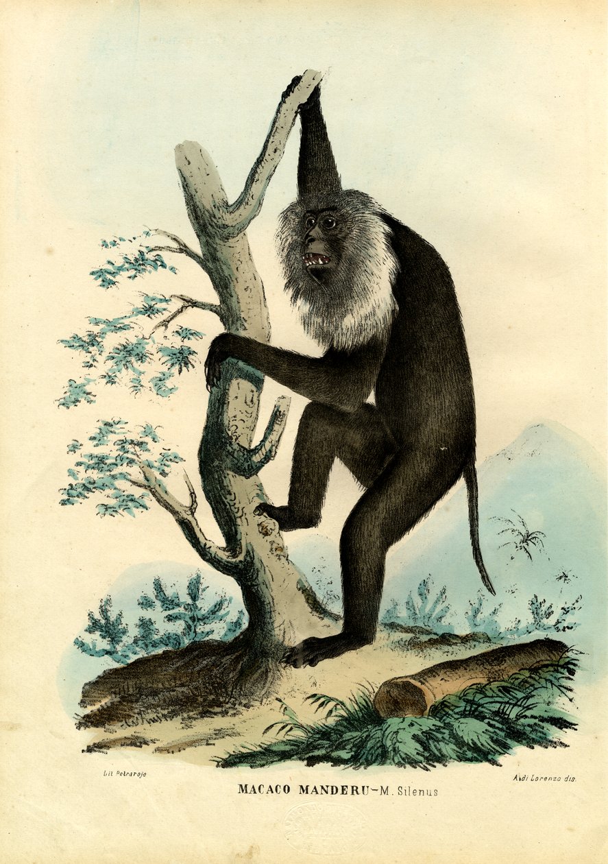 Wanderoo, 1863-79 autorstwa Raimundo Petraroja