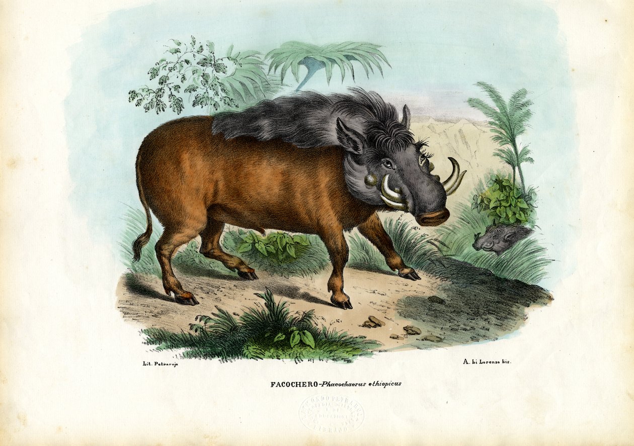 Warthog, 1863-79 autorstwa Raimundo Petraroja