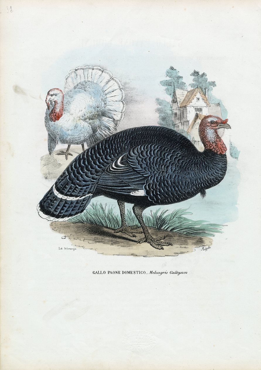 Wild Turkey, 1863-79 autorstwa Raimundo Petraroja