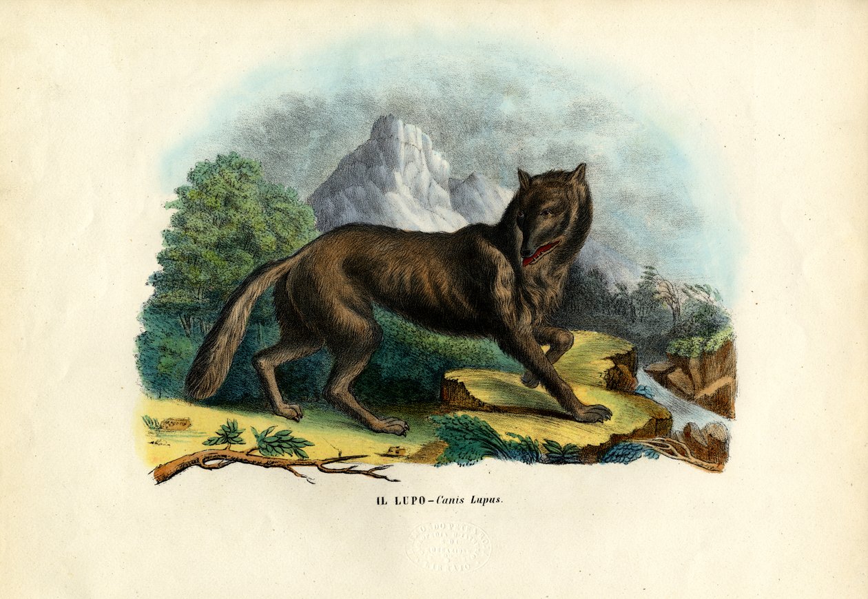 Wilk, 1863-79 autorstwa Raimundo Petraroja