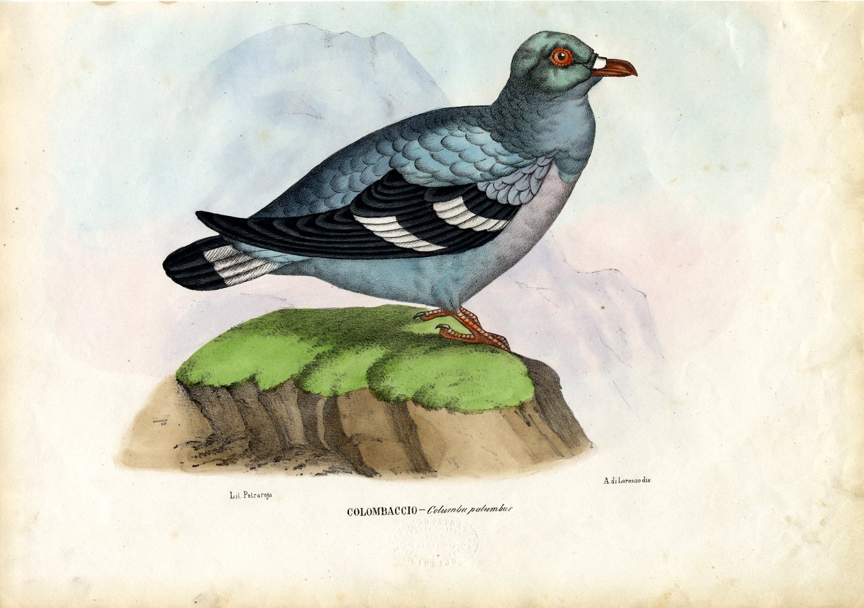 Gołąb leśny, 1863-79 autorstwa Raimundo Petraroja