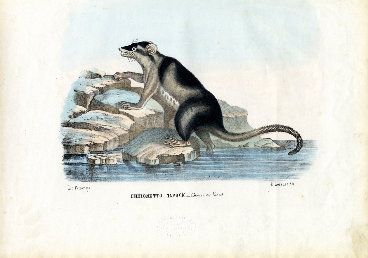 Yapok, 1863-79 autorstwa Raimundo Petraroja