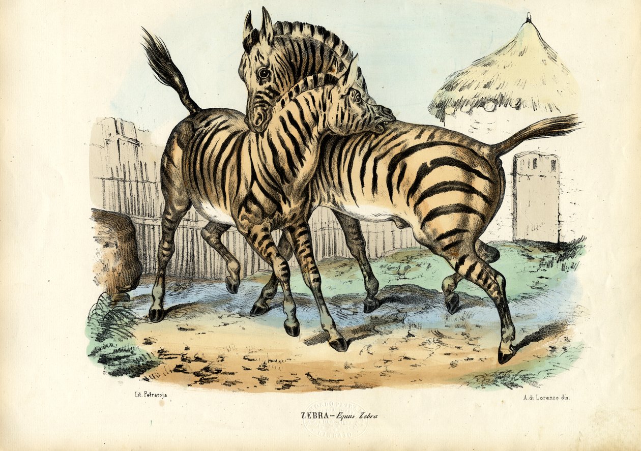 Zebra, 1863-79 autorstwa Raimundo Petraroja