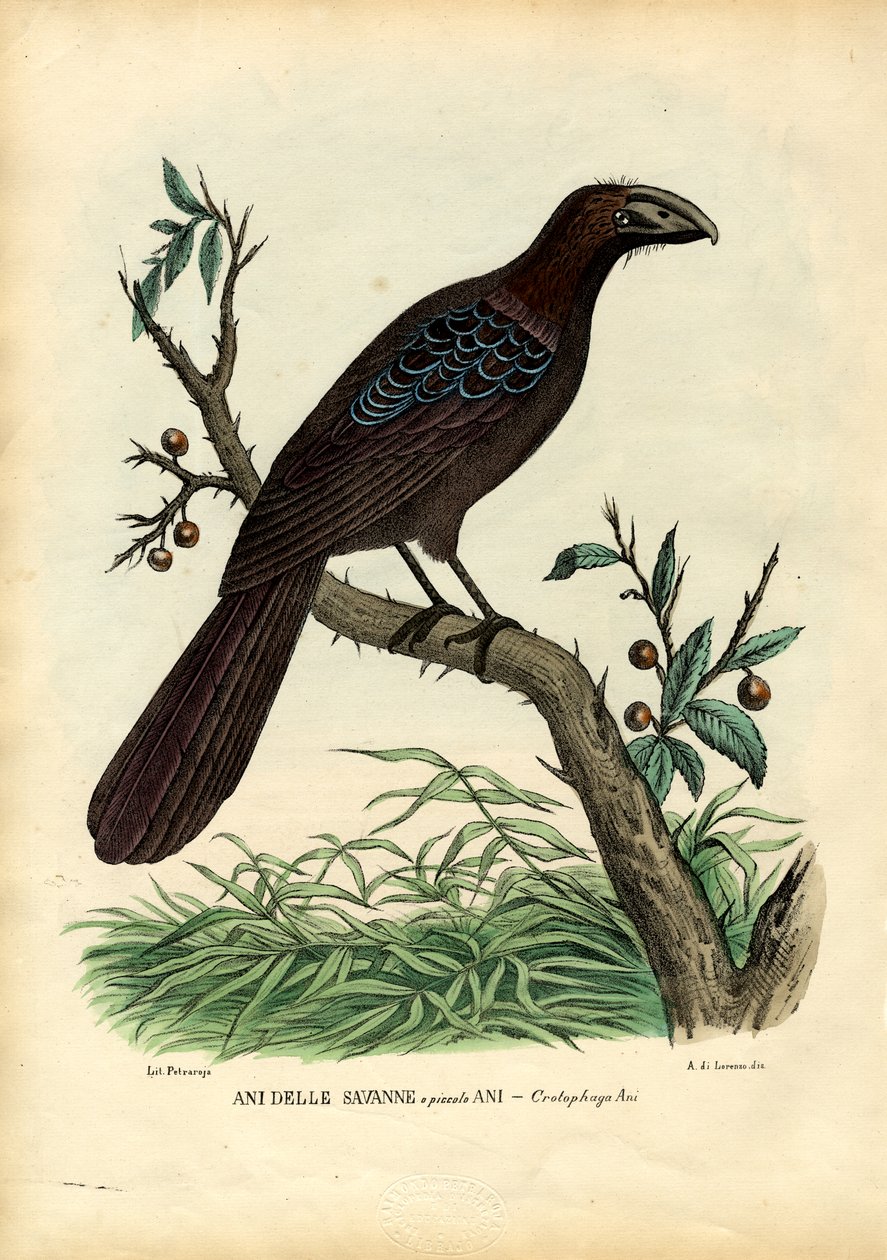 Lata 1863-79 autorstwa Raimundo Petraroja