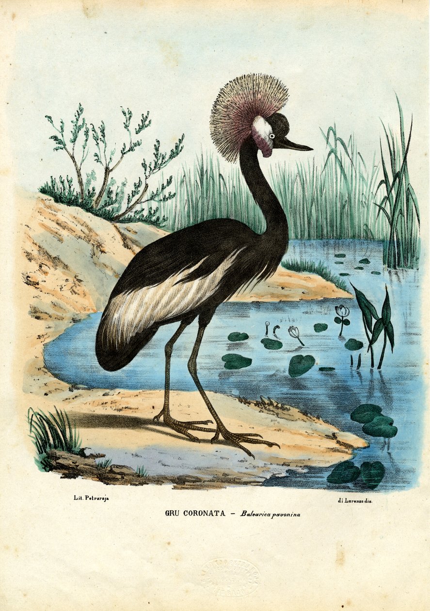 Żuraw Czarnodzioby, 1863-79 autorstwa Raimundo Petraroja