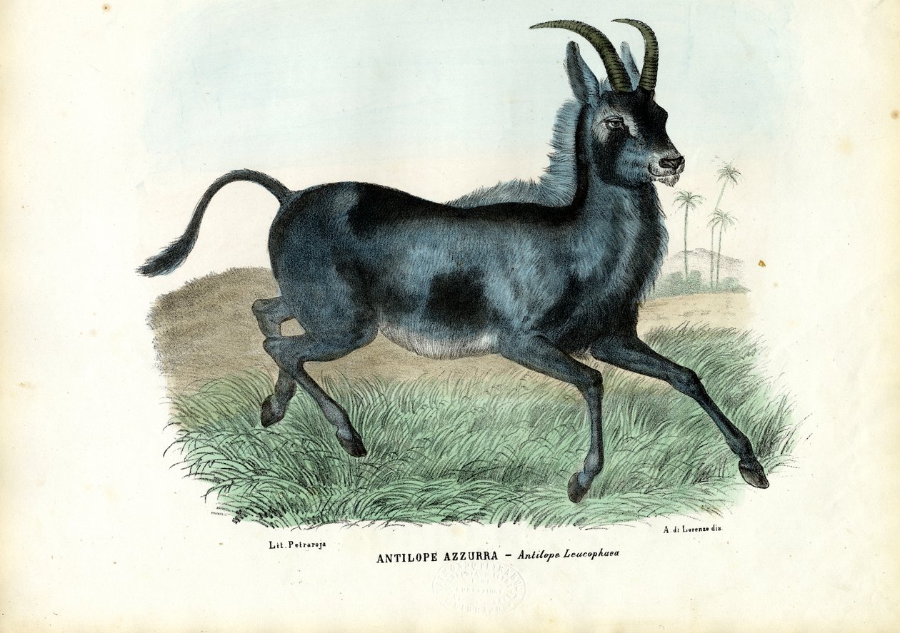 Bluebuck, 1863-79 autorstwa Raimundo Petraroja