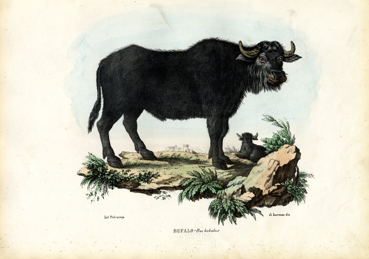 Bawół, 1863-79 autorstwa Raimundo Petraroja
