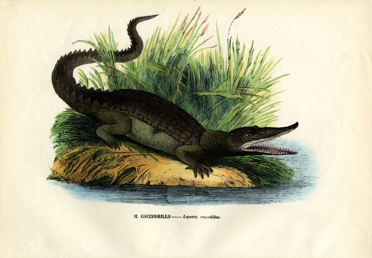 Caiman, 1863-79 autorstwa Raimundo Petraroja