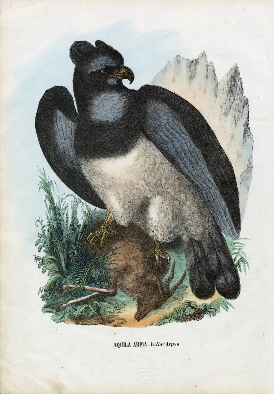 Harpia Orzeł, 1863-79 autorstwa Raimundo Petraroja