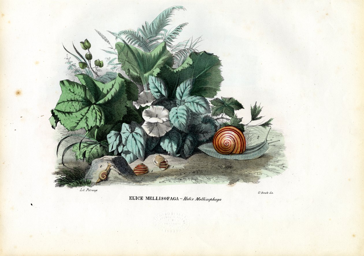 Ślimaki Helix, 1863-79 autorstwa Raimundo Petraroja