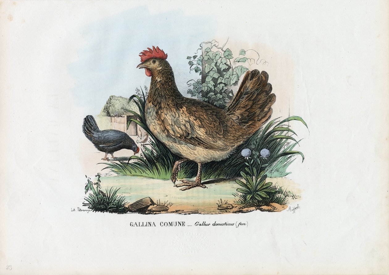 kura, 1863-79 autorstwa Raimundo Petraroja
