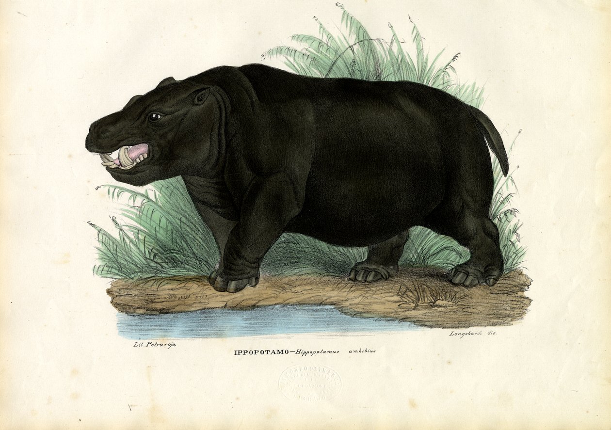 Hipopotam, 1863-79 autorstwa Raimundo Petraroja