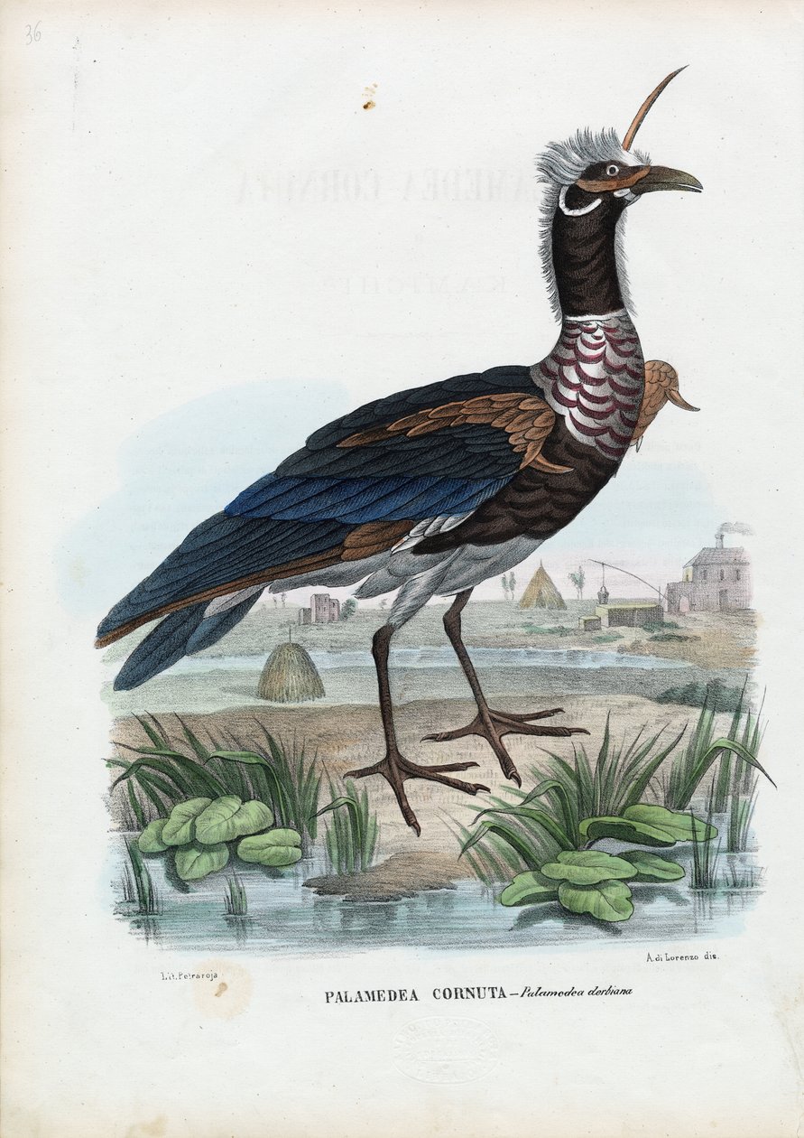 Rogaty Wrzask, 1863-79 autorstwa Raimundo Petraroja