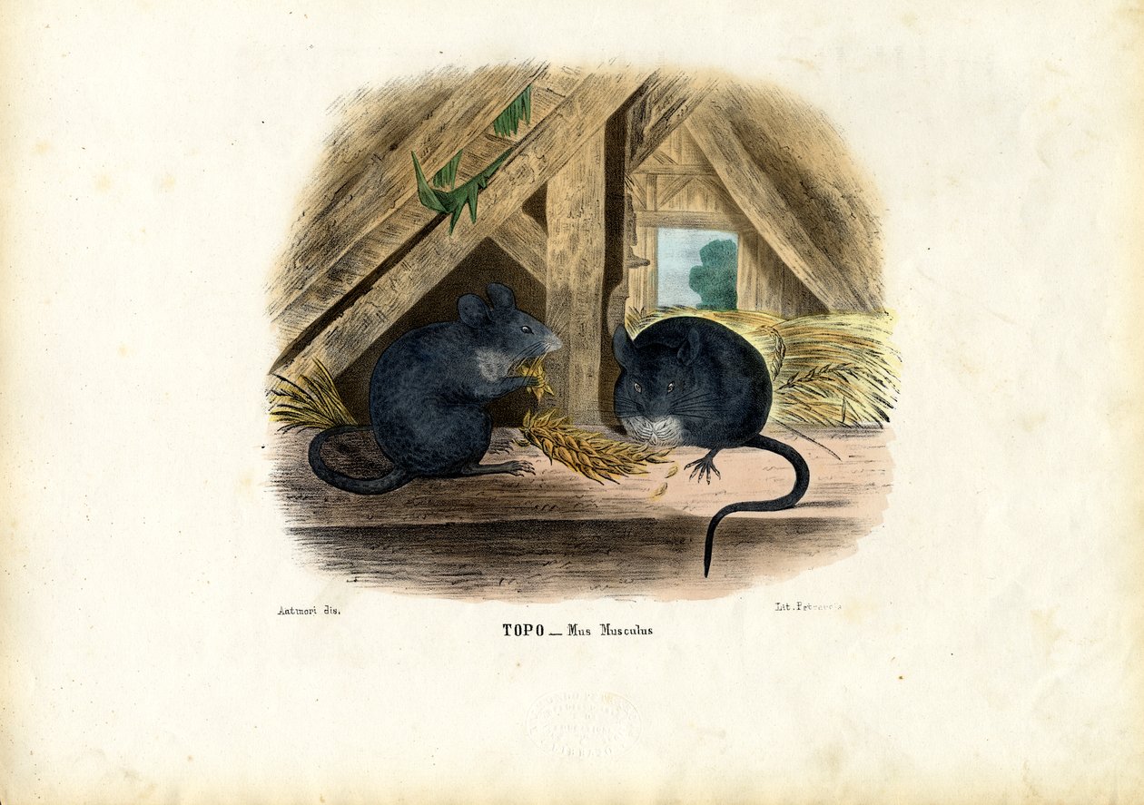 Mysz domowa, 1863-79 autorstwa Raimundo Petraroja