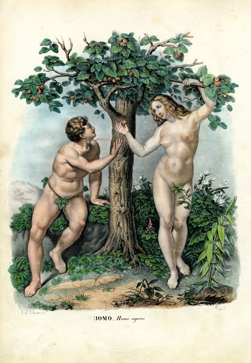 Rasy ludzkie, 1863-79 autorstwa Raimundo Petraroja
