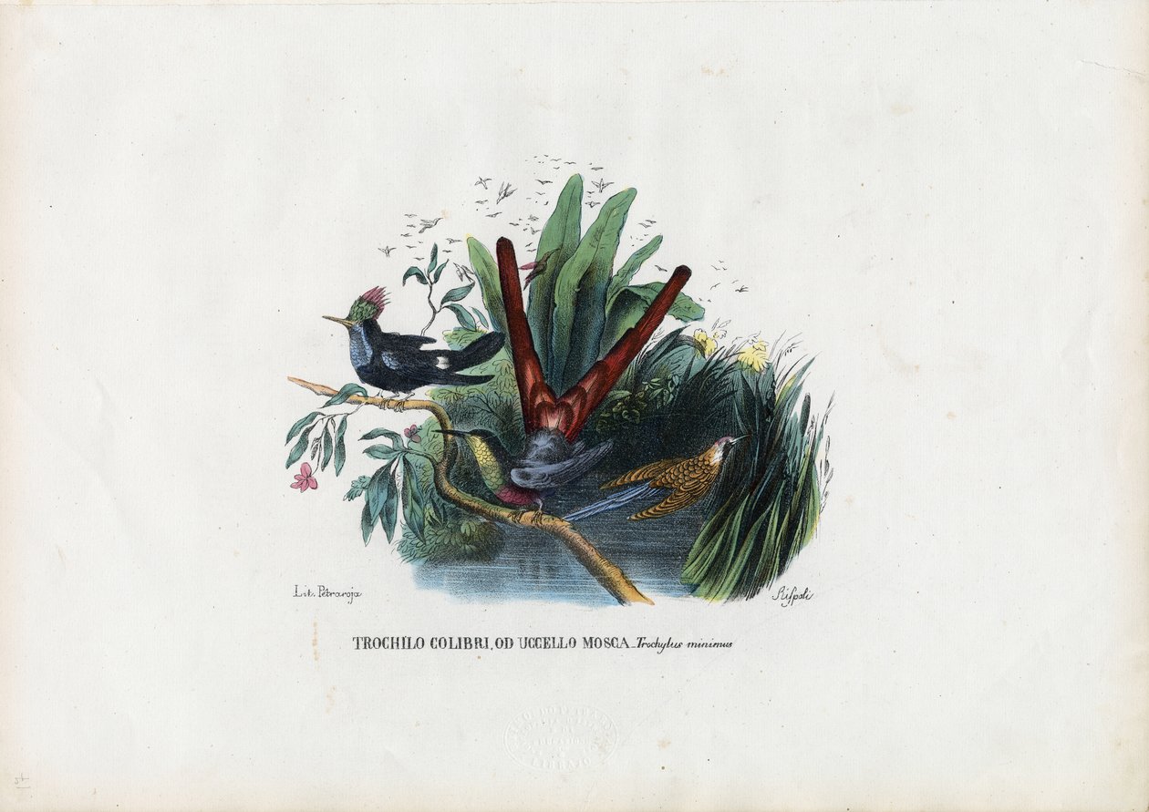 Kolibry, 1863-79 autorstwa Raimundo Petraroja