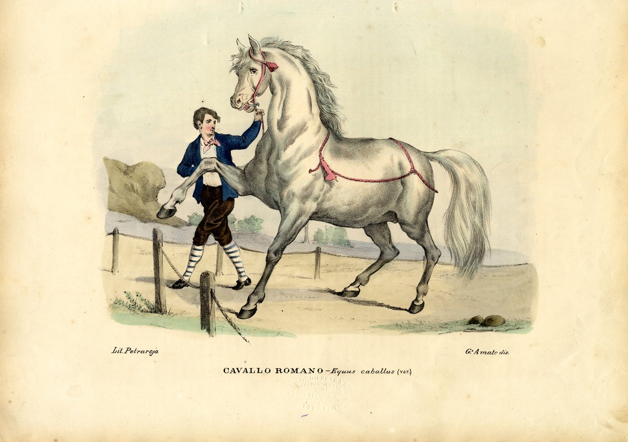 Koń włoski, 1863-79 autorstwa Raimundo Petraroja