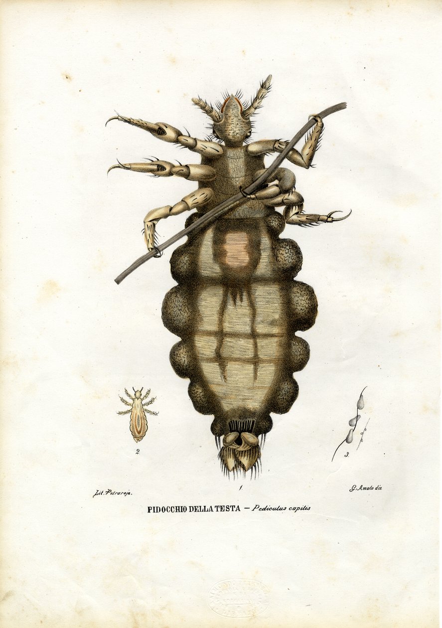 Wesz, 1863-79 autorstwa Raimundo Petraroja