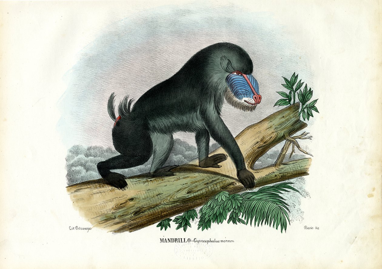 Mandryl, 1863-79 autorstwa Raimundo Petraroja