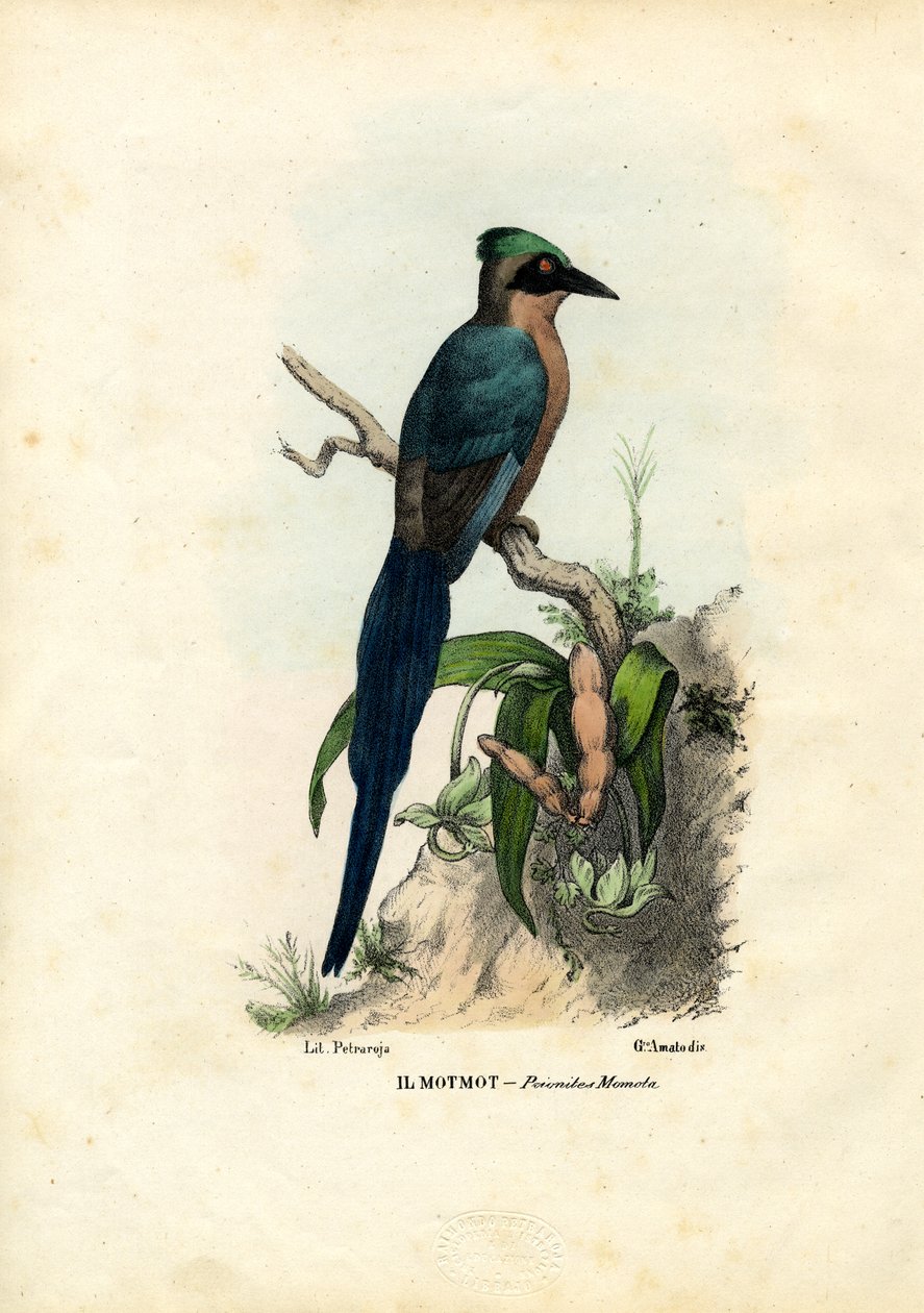 Motmot, 1863-79 autorstwa Raimundo Petraroja