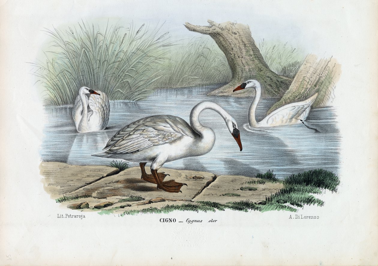 Łabędź Niemy, 1863-79 autorstwa Raimundo Petraroja