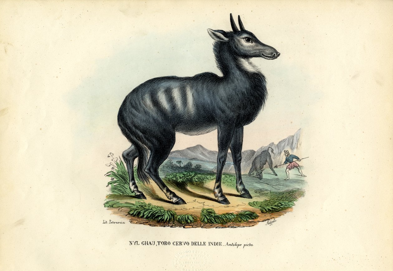 Nilgai autorstwa Raimundo Petraroja