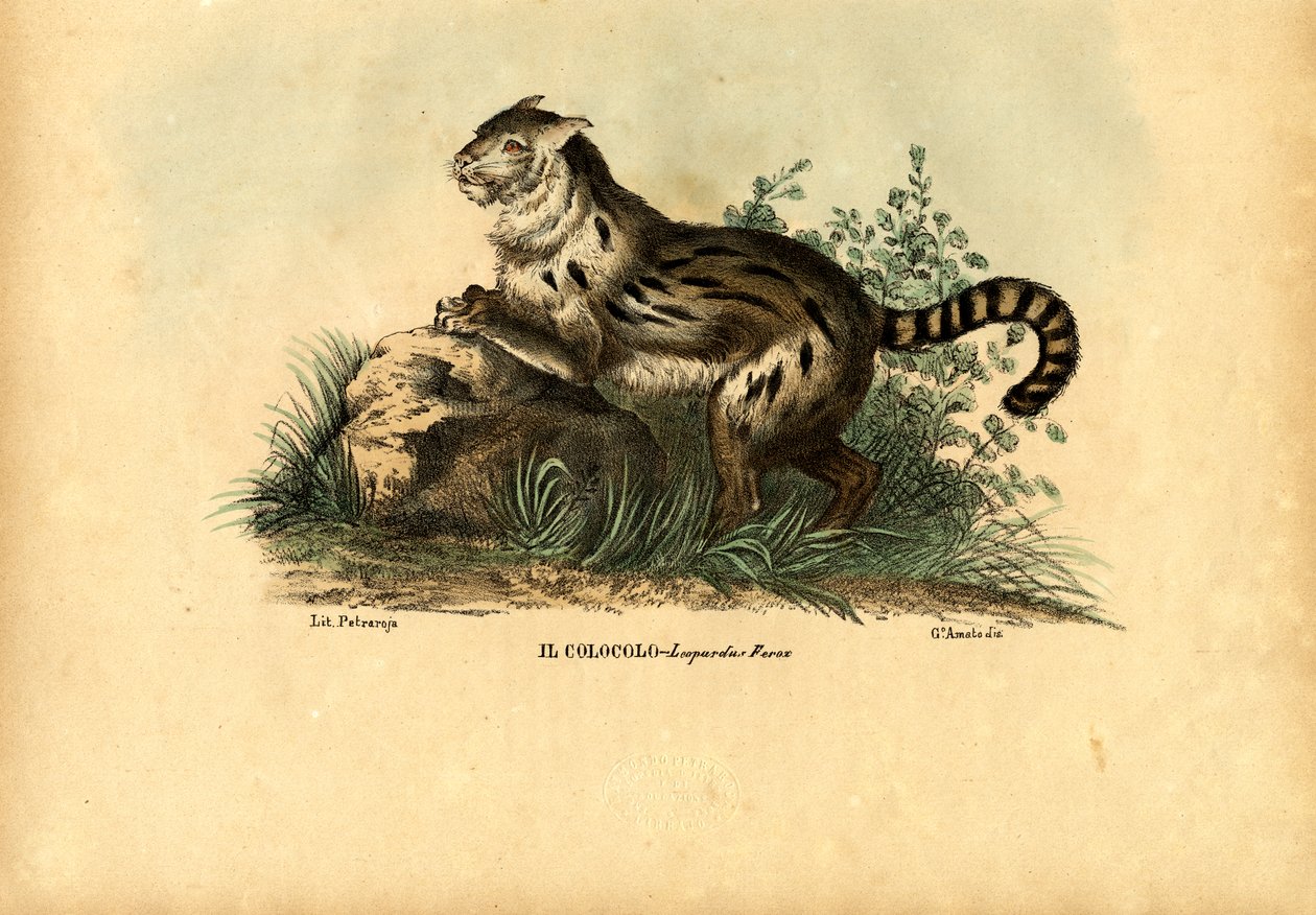 Kot pampasowy, 1863-79 autorstwa Raimundo Petraroja