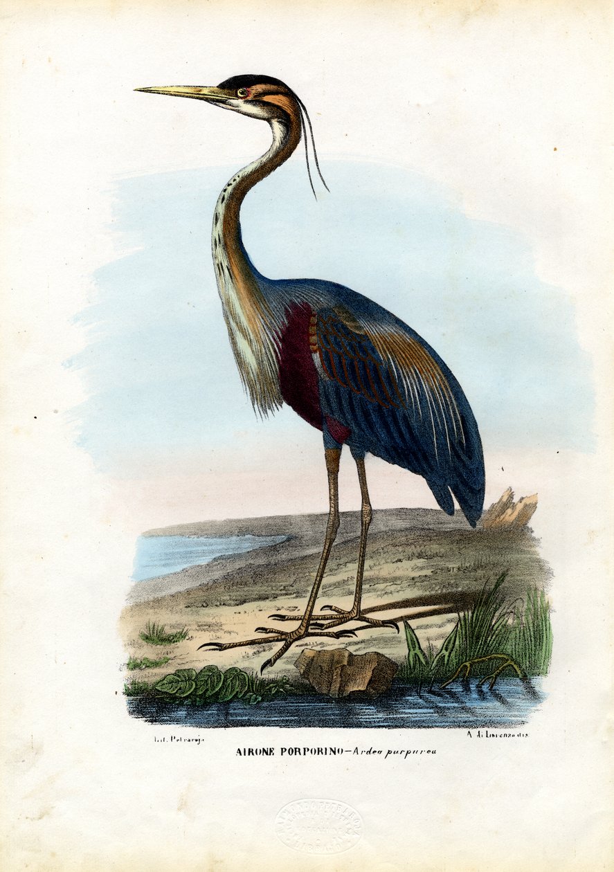 Czapla purpurowa, 1863-79 autorstwa Raimundo Petraroja