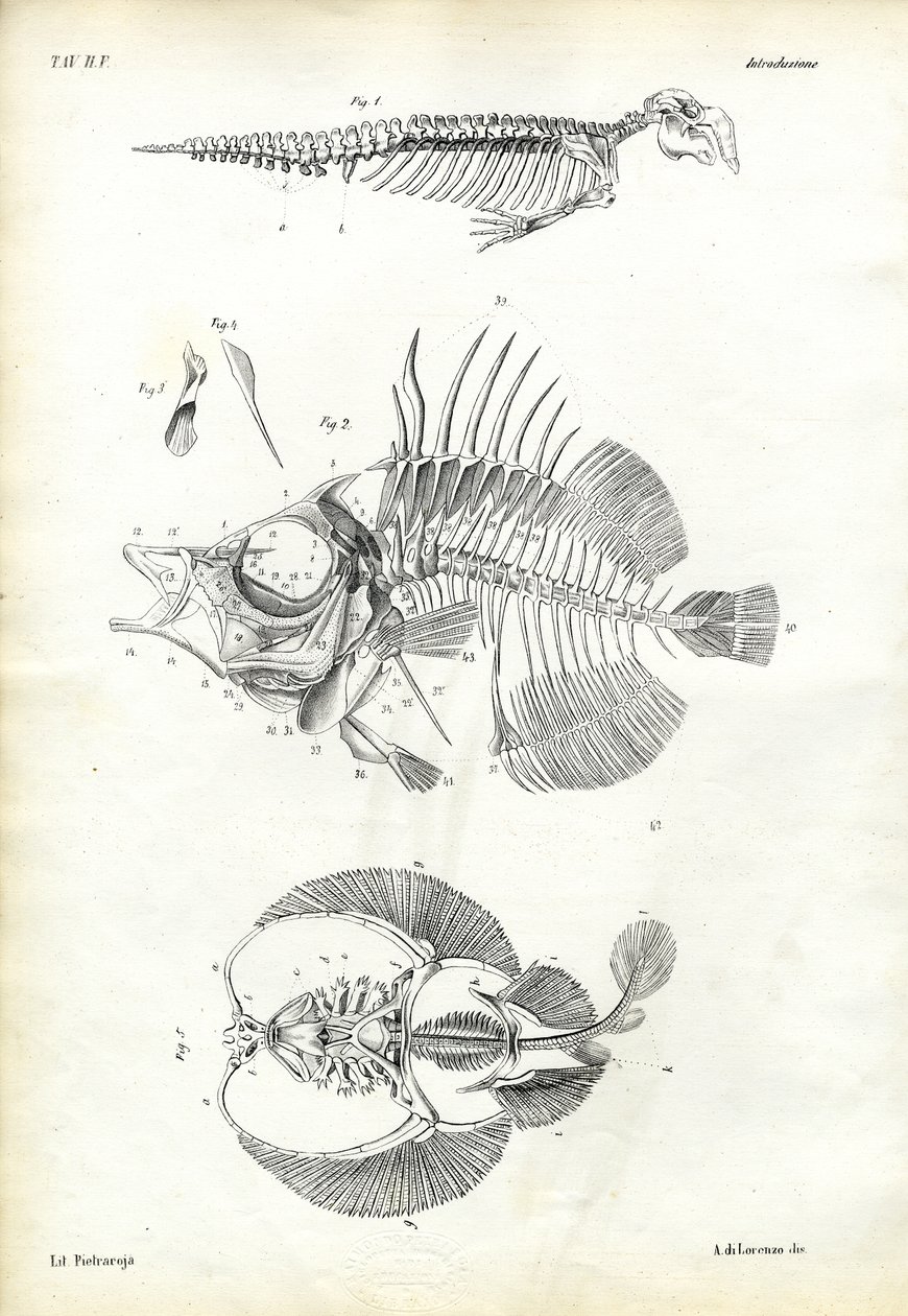 Pieczęć, 1863-79 autorstwa Raimundo Petraroja