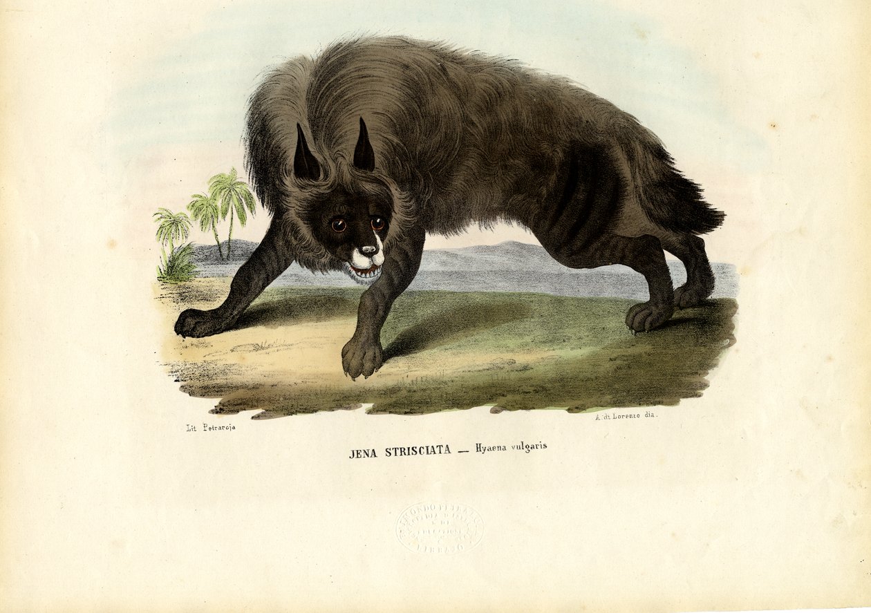 Hiena pręgowana, 1863-79 autorstwa Raimundo Petraroja