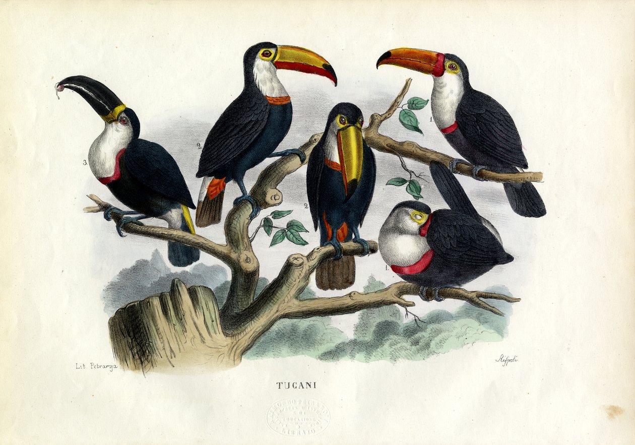 Tukany, 1863-79 autorstwa Raimundo Petraroja