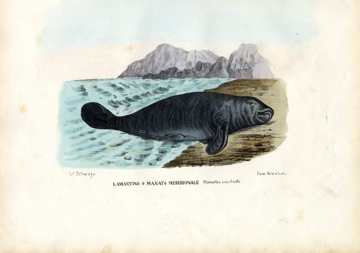 Manat z Indii Zachodnich, 1863-79 autorstwa Raimundo Petraroja