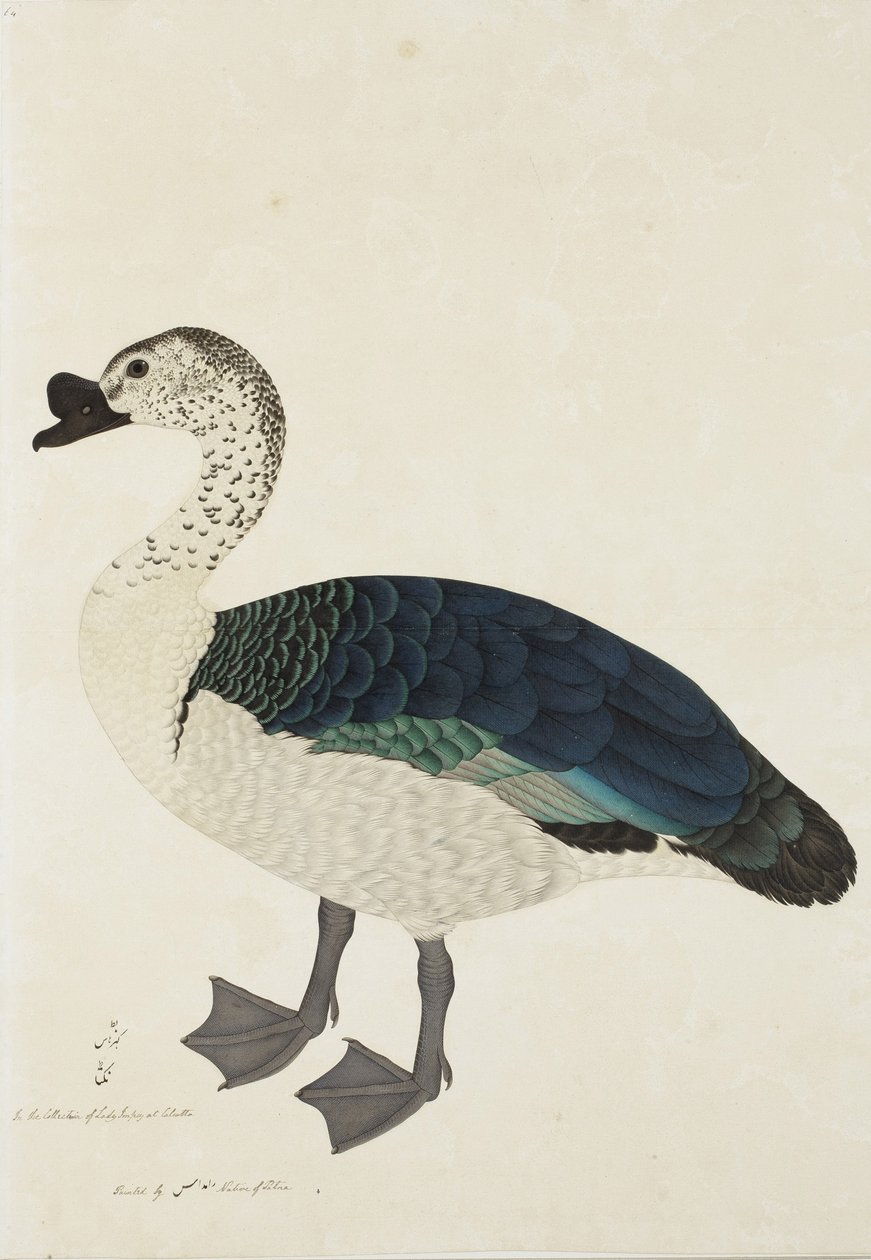 Draka grzebieniasta (Sarkidiornis melanota), ok. 1780 r. (wc na papierze) autorstwa Ram Das